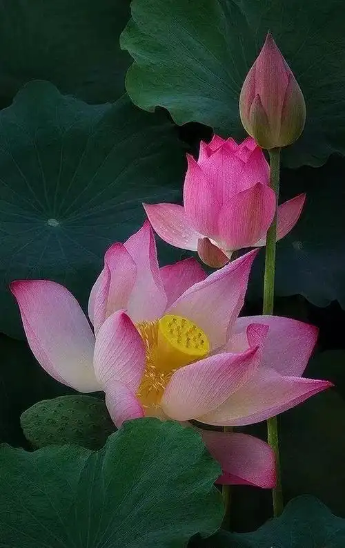 音画诗赏七彩莲花为您盛开