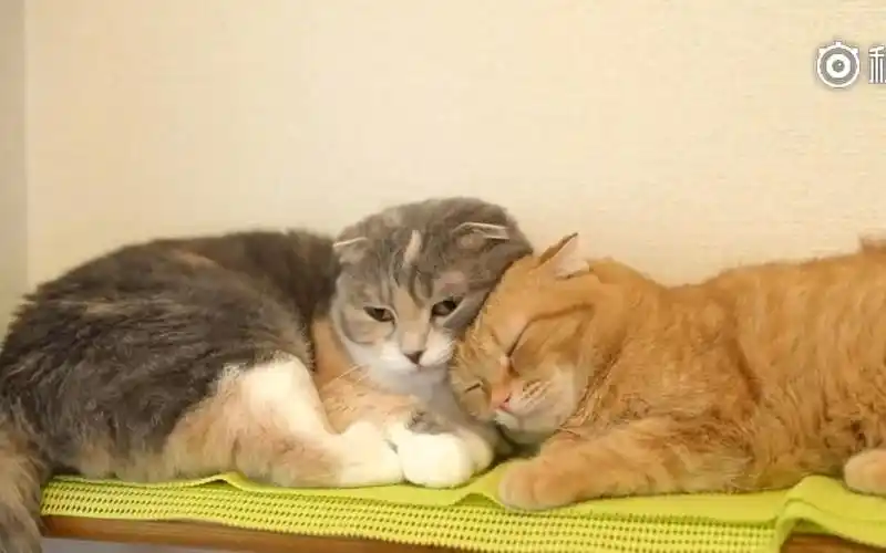 秀恩爱的两只猫咪,感受到了虐狗的气息