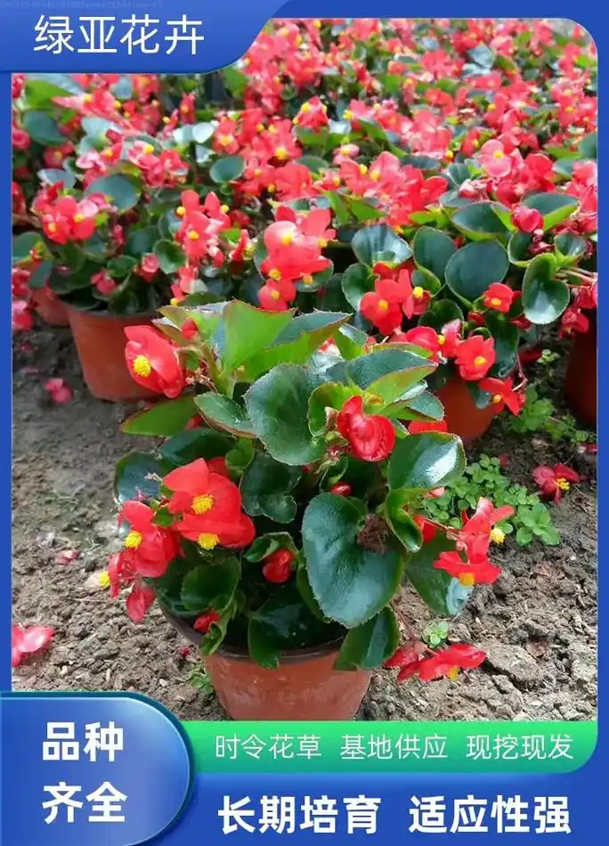 景德镇四季海棠销售,就找绿亚花卉苗木,时令花草,基地供应,四 - 抖音