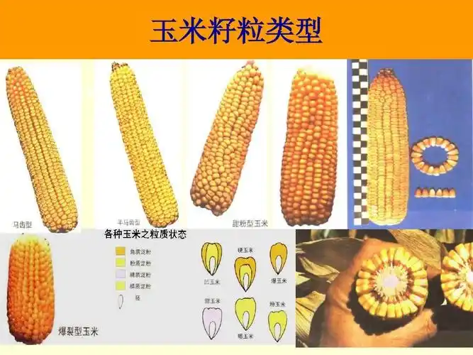 玉米高产栽培技术要点