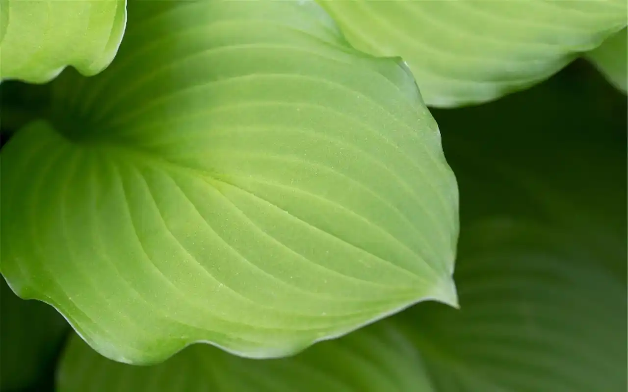 精选高清绿植护眼电脑桌面壁纸