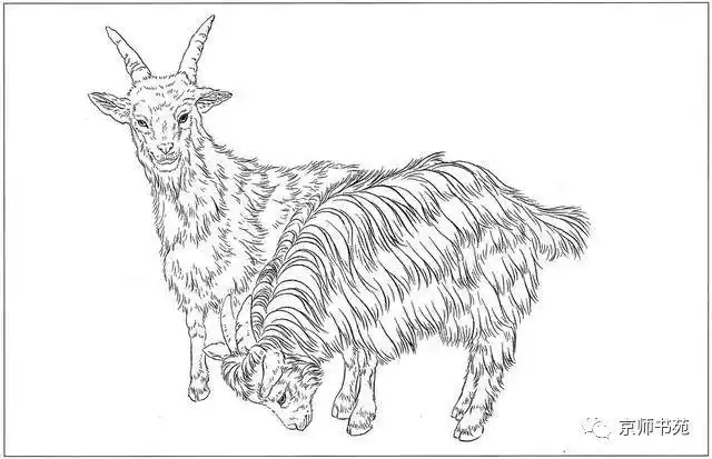 羊羊白描