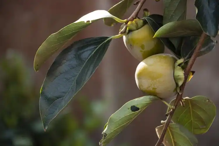 重阳节,看最美的风景去