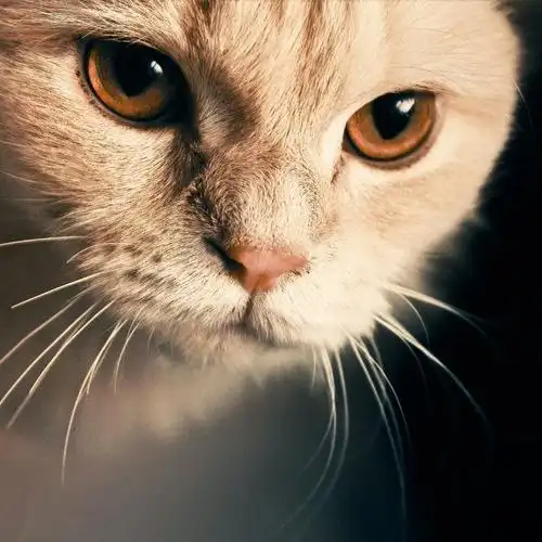 今日歌曲:slow pony home-the weepies