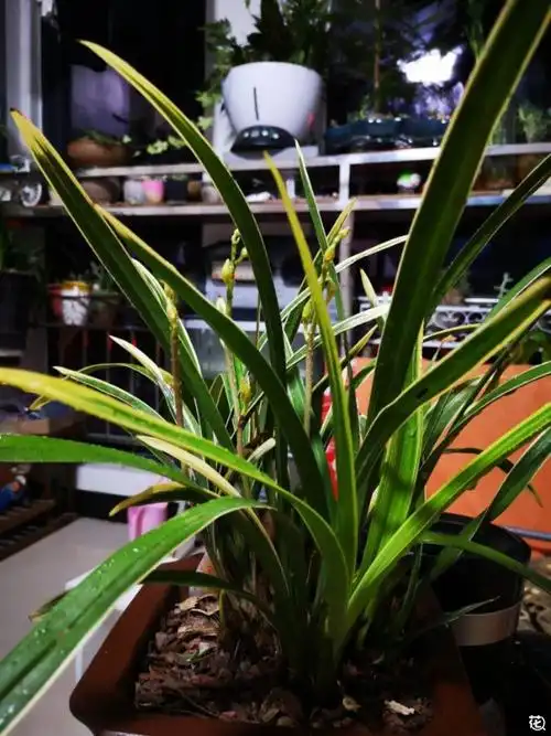 请问这盆金边兰能卖多少钱