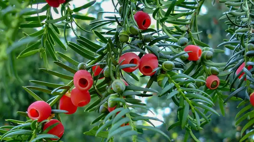 湖南郴州市桂阳县荷叶镇自驾游——诱人的红豆杉自然保护区