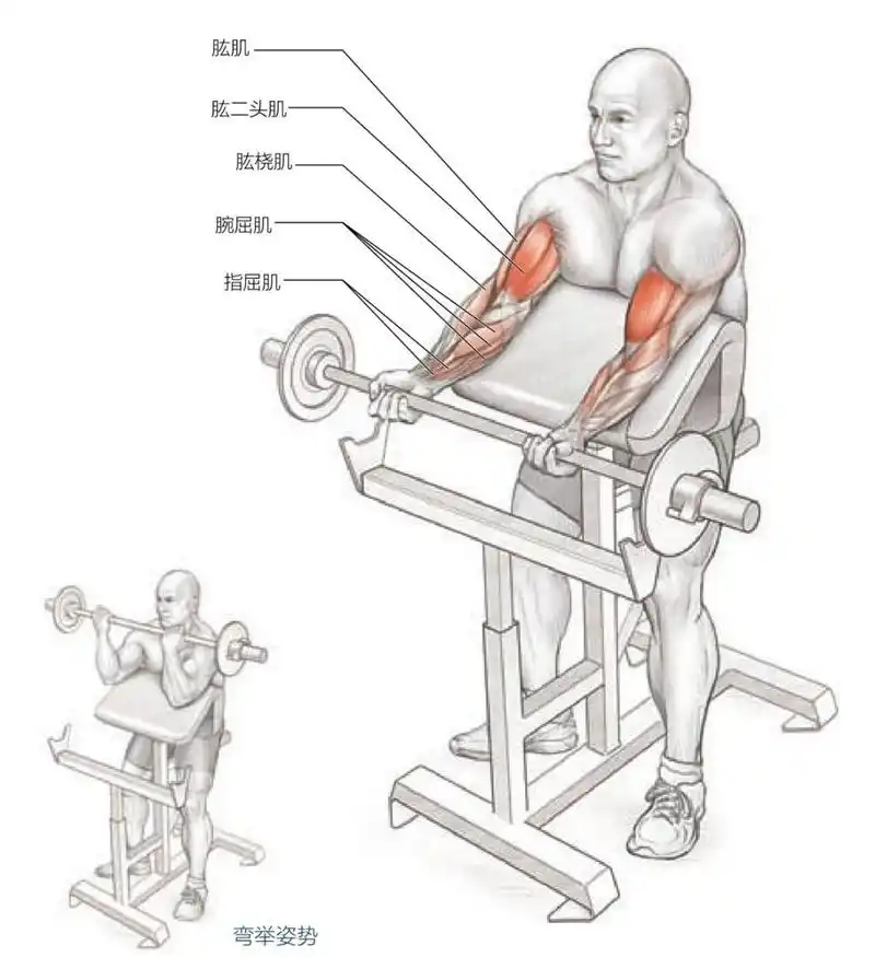 肱二头肌的起止点及功能 肱二头肌位于上臂前面浅层,呈菱形,有长,短