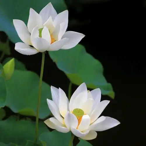 圣洁高雅的白荷花