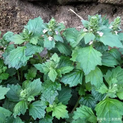 农村田埂边的苦地胆,究竟有何价值,你知道吗