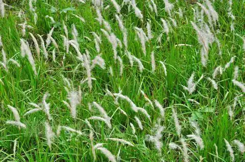 白茅图片白茅草本植物图片野菜图片大全