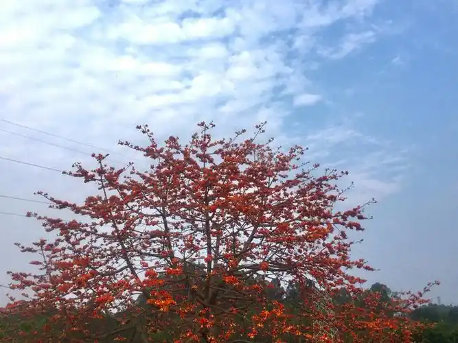 一颗木棉花树的三季