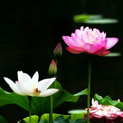 佛系图片头像禅意荷花