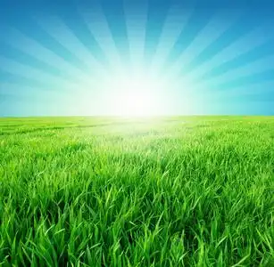 绿色的田野和初升的太阳在清新的清晨蓝天中照片