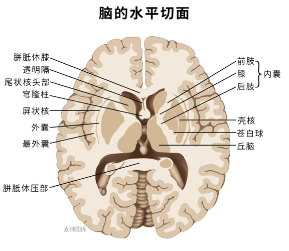 脑的水平切面(标注版) | 医学插画