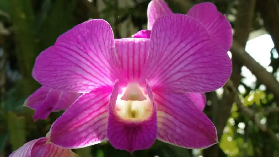 orchid,purple,beautiful light