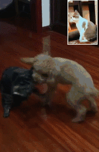 搞笑gif动态图:把自己当成排爆犬的狗子