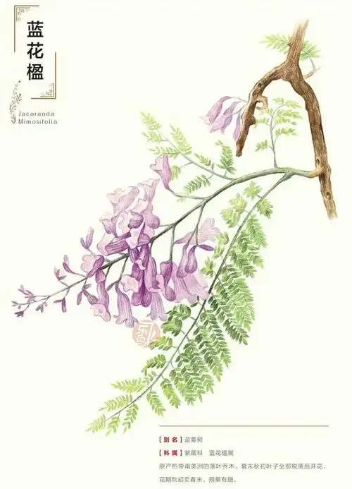蓝花楹植物彩铅素描绘画图文教程
