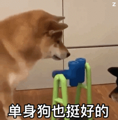 柴犬喝水笑的表情包