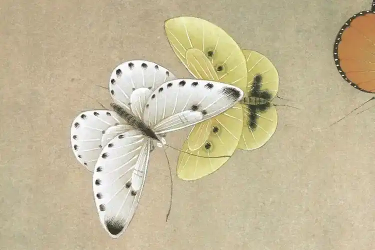 李晓明工笔莲花《君子爱莲》设色步骤及文字解析