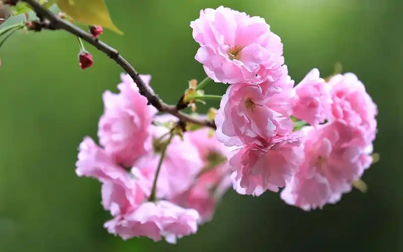 唯美盛开的粉色樱花图片电脑壁纸