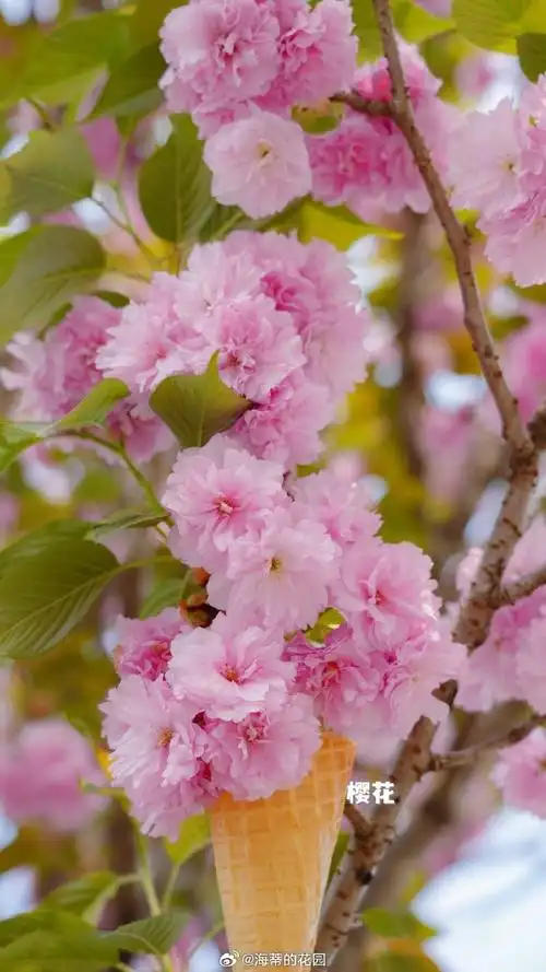 壁纸 花 桌面 690_1227 竖版 竖屏 手机