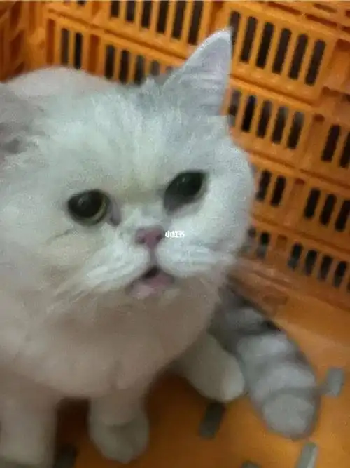 广州英短加菲串找领养