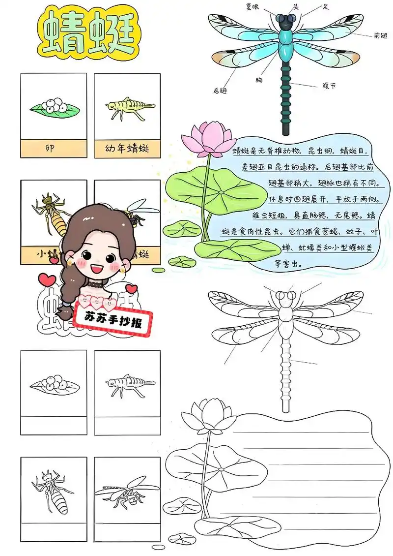 自然笔记手抄报.自然笔记,动物生长过程,蜻蜓生长过程,蜻蜓的 - 抖音