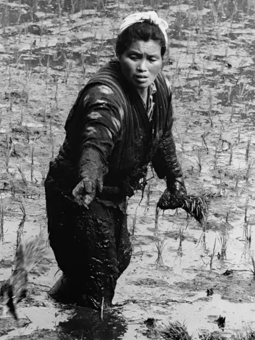 老照片五十年代日本乡村艰苦劳作的插秧女