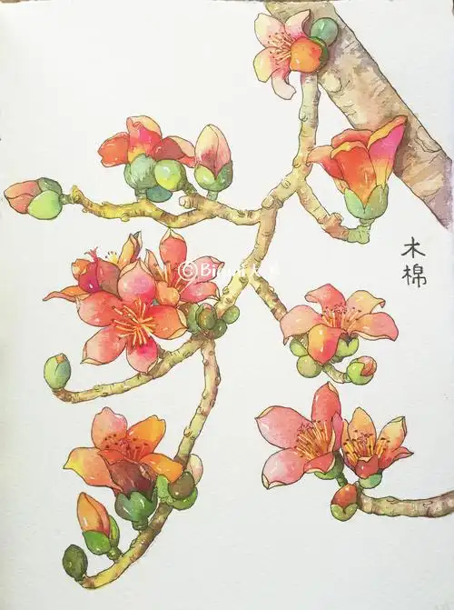 木棉花绣线菊好像是在厦门老妈自己种的南瓜,画下了它的样子,自己种的