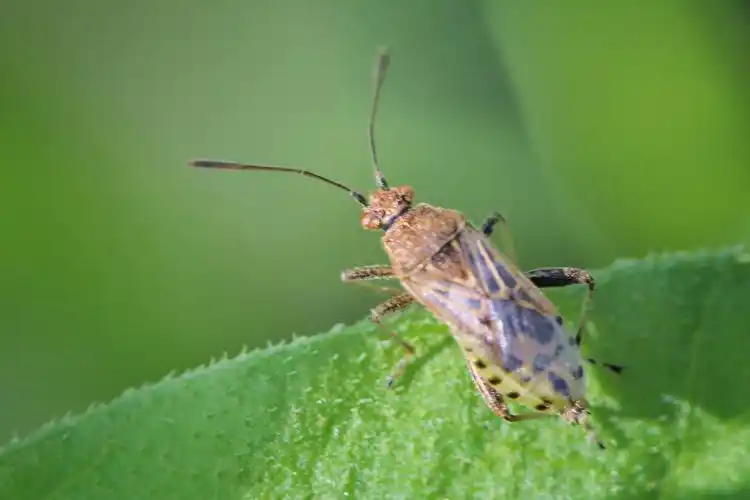 昆虫世界6-蝽科 作者:justin的美篇