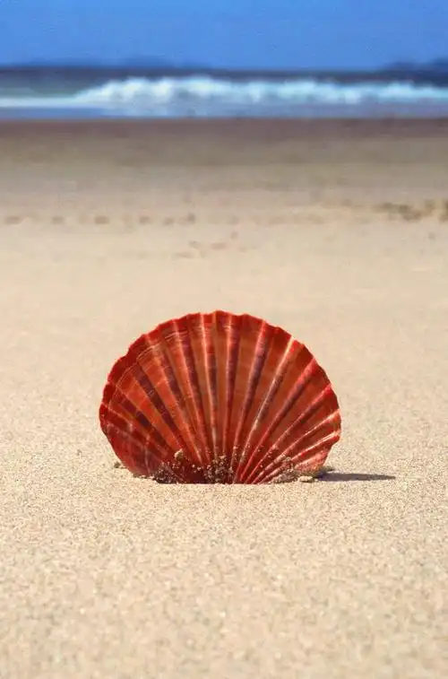 图片:超级漂亮的贝壳(组图)