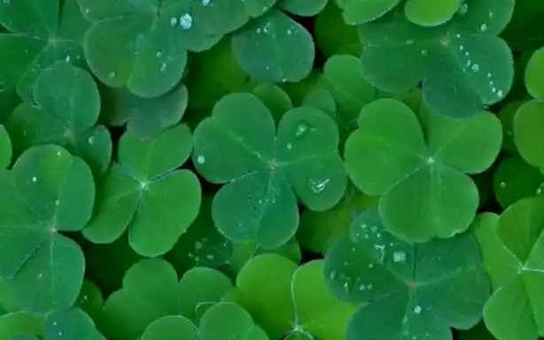 分享 绿植护眼壁纸