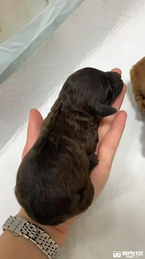 刚满月泰迪,价格美丽