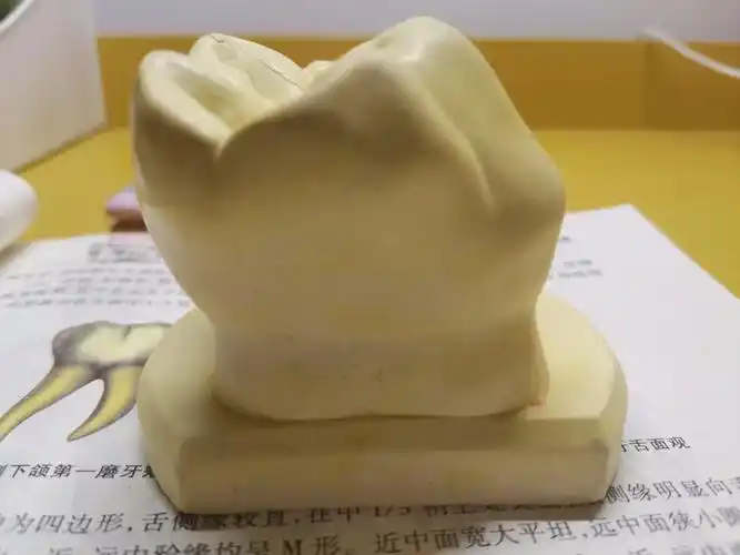 右下颌第一磨牙