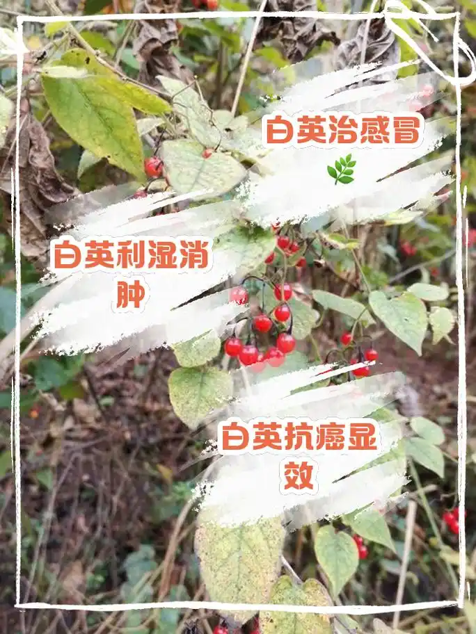 白英的功效与作用