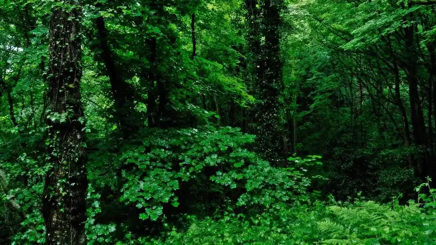 绿色的大自然-森林风景壁纸