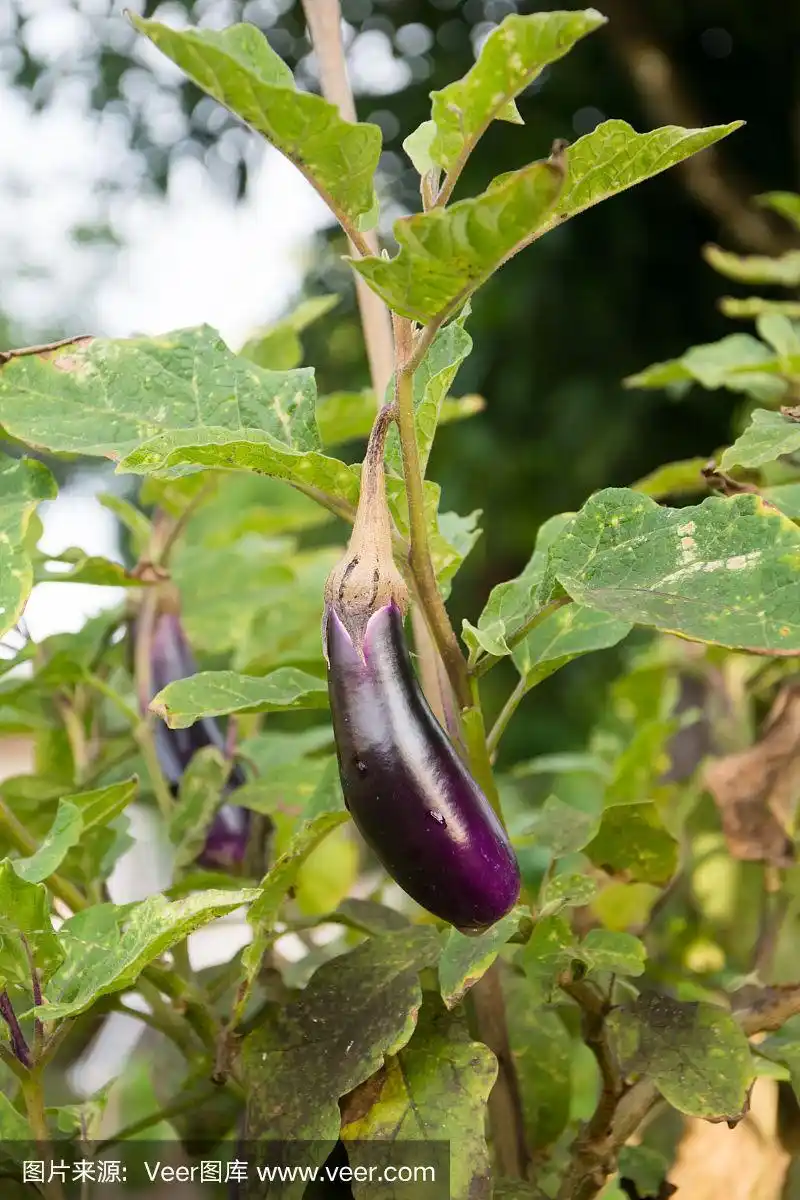 紫色的茄子在它的树上