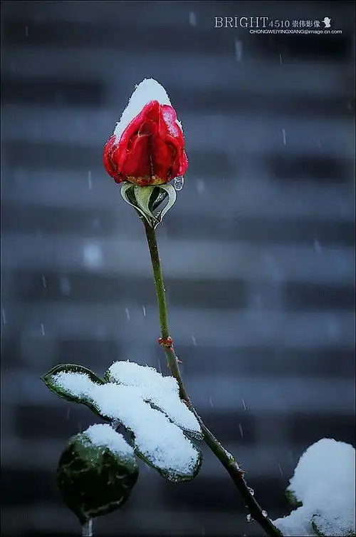 雪域花卉《铿锵玫瑰》献给一线抗击疫情的白衣天使
