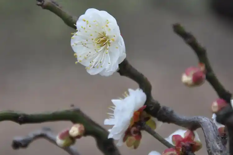 虬枝花茂 龙游梅 赏梅 城市里的梅花 高高挂起 龙游梅 孤傲 梅花与