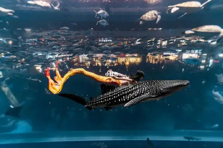 哪一款美人鱼尾你觉得最好看