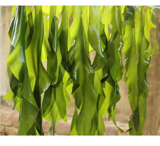 嫩海带芽海带苗盐渍裙带菜烫三秒火锅冒菜麻辣烫食材整件6斤 海带芽