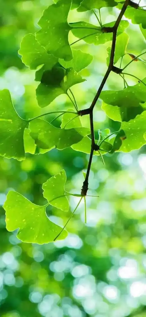 绿色养眼高清壁纸