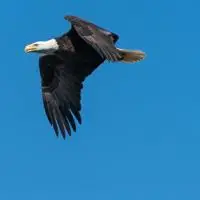 适合喜欢老鹰的朋友用的头像天空翱翔的老鹰图片