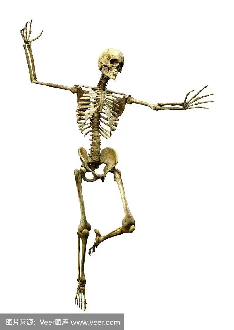 3d插图人体骨骼在白色