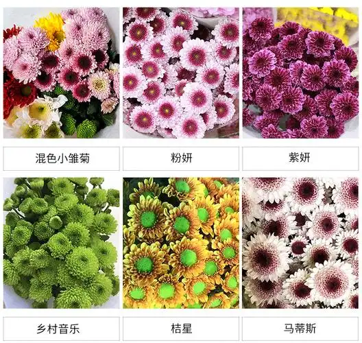 17 混搭小雏菊鲜花花束鲜花批发  品牌: 芙拉沃 品种: 小雏菊 重量
