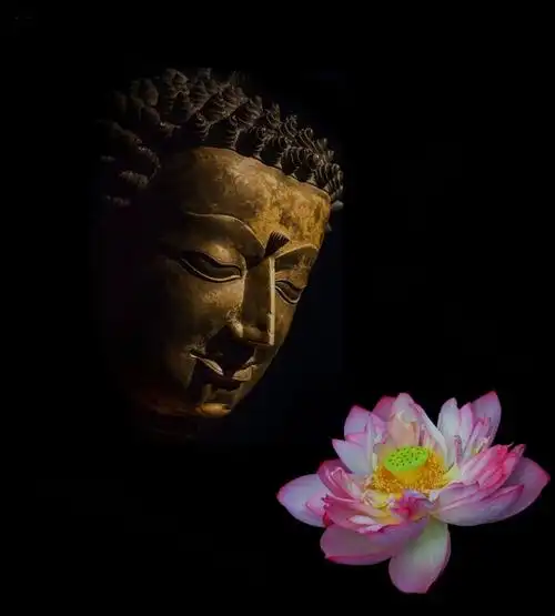 荷又称之莲,莲花清雅伴禅意,佛即是莲,莲即是佛,禅心如莲.