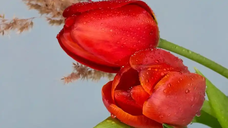 红色郁金香,水滴,鲜花 壁纸 - 2560x1440 qhd高清