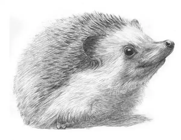 刺猬素描画教程刺猬素描画简单好看易画快收藏吧