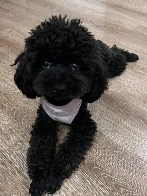 黑泰迪都是青蛙趴吗