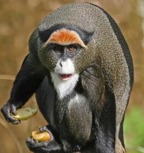 全世界身价最高10只动物!藏獒要150万美金,第一名天文数字